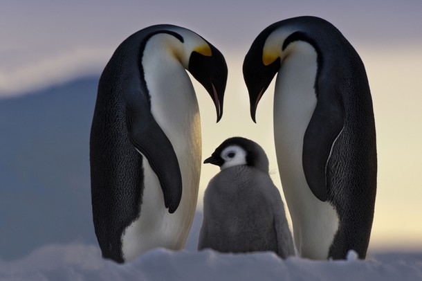 42821_penguin-family_ov6heons5l34jtainiivhu6ox7ncurxrbvj6lwuht2ya6mzmafma_610x406