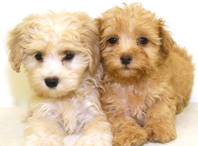 Maltipoo