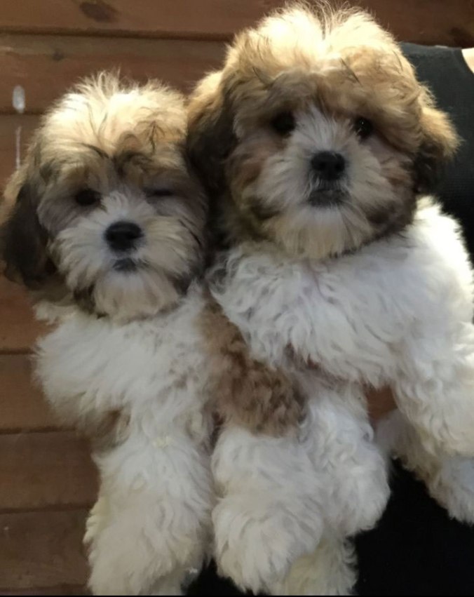 shih-tzu-cross-bichon-frise-562aa0dfa8bbe-1