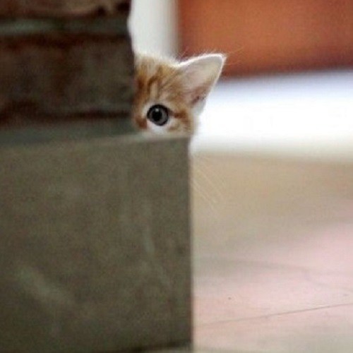 top-10-super-sneaky-super-spy-peeking-cats-7-1